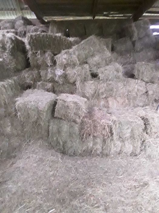 Baloti de fan de vanzare!