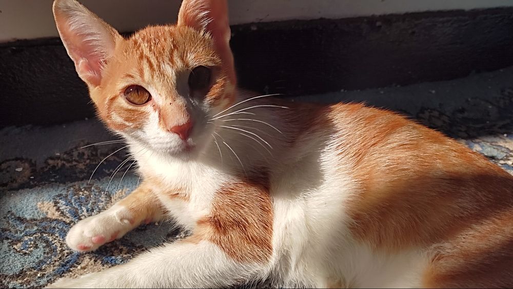 motănel portocaliu spre adoptie!