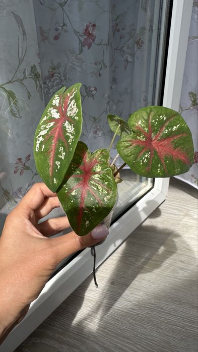 Продам Каладиум на фитиле