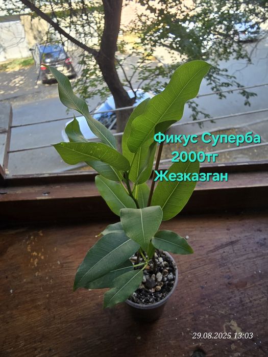 Комнатные растения