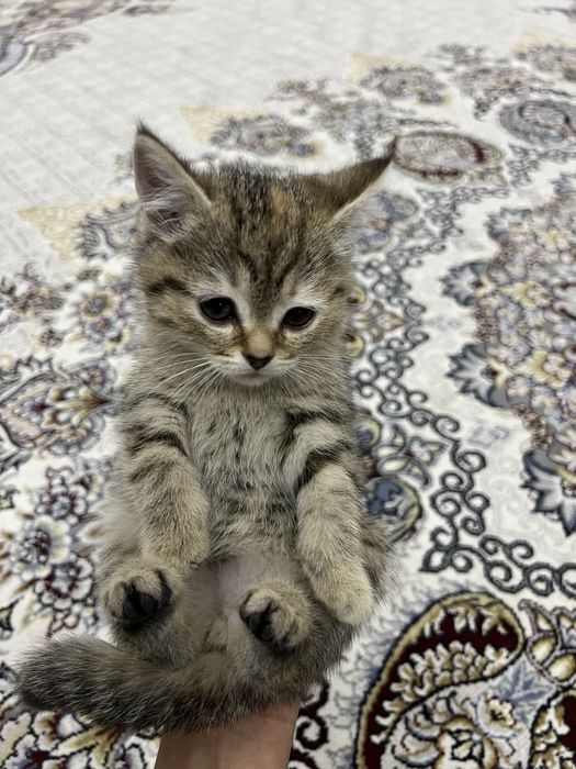 Котята срочно сотилади.!