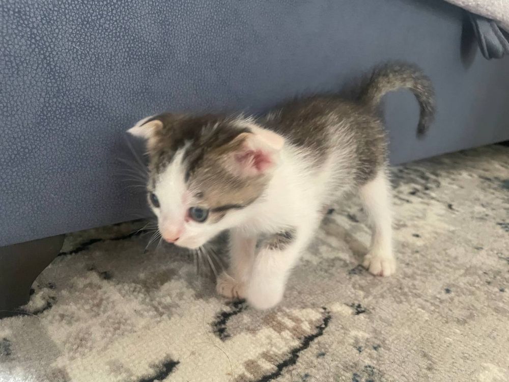 Котята домашний бесплатно на хорошие руки