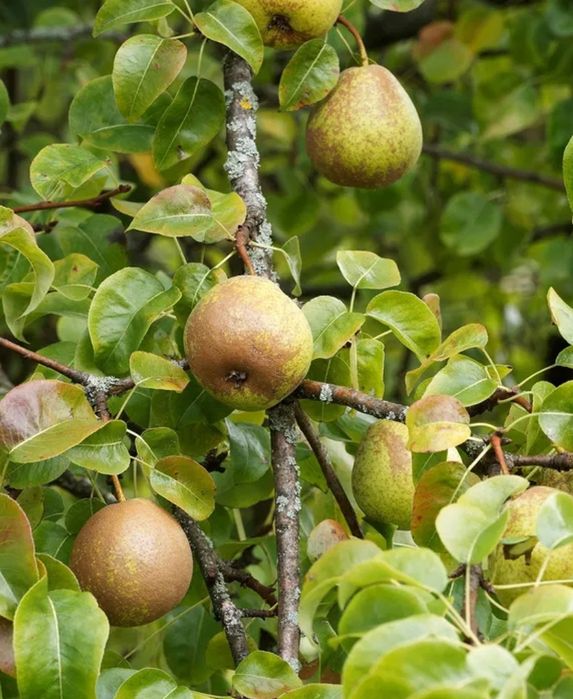 Pomi Fructiferi Străvechi Glia Strămoșească (Soiuri De PĂR)