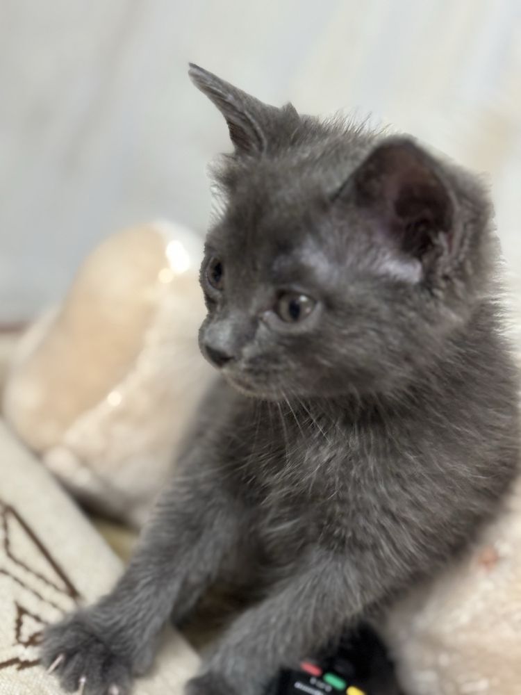 Котенок в добрые руки