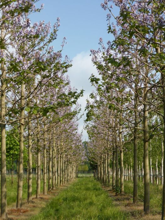 Pomi Paulownia Contevisa 2