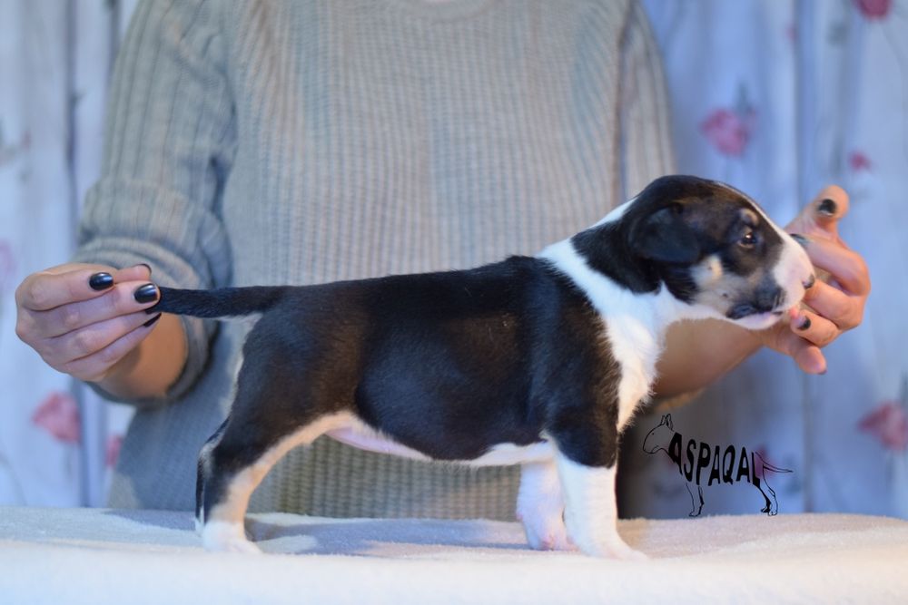 Bull terrieri cu pedigree, canisa ASPAQAL, rezultate f bune în expo
