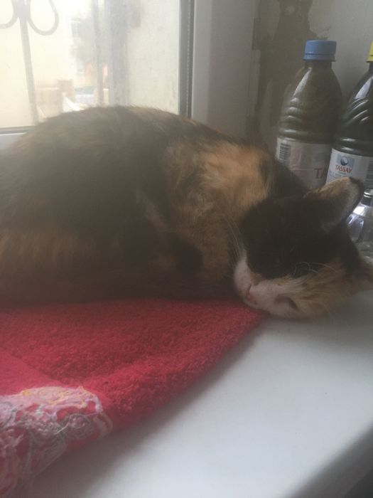 Кошка уличная девочка