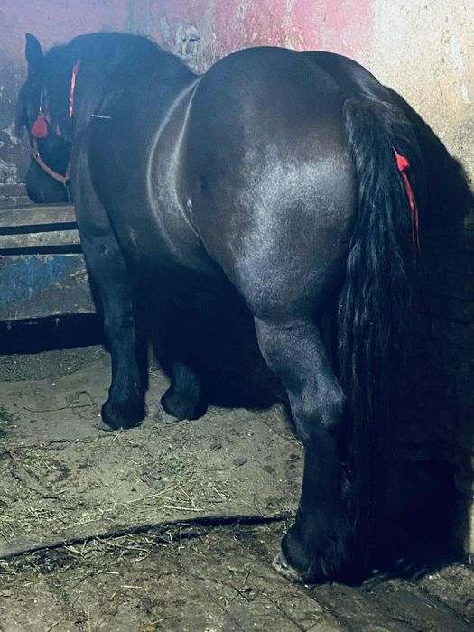 Manza de 3 ani gestanta