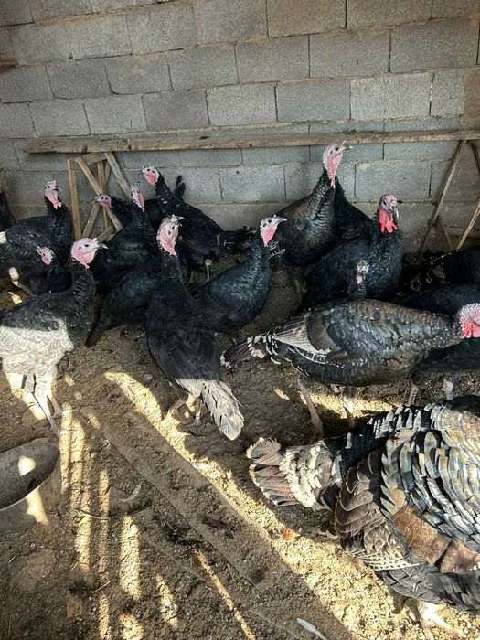 Молодые и взрослые