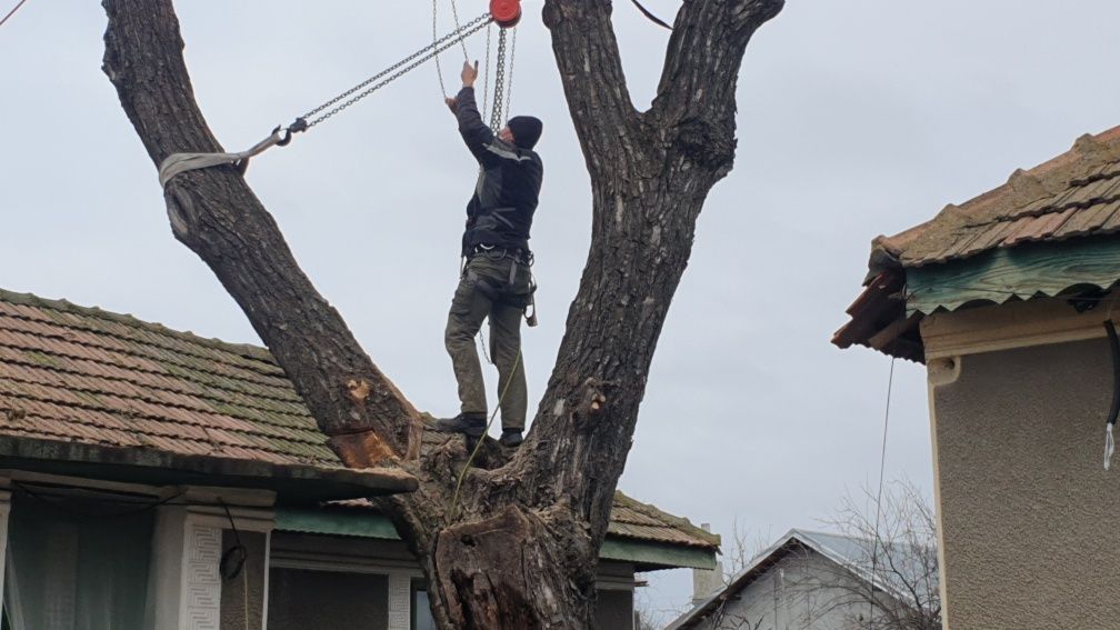 Pret taiere copaci, pomi riscanti, inalti, uscati, crengi Craiova