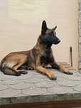 Donez Malinois cu pedegree