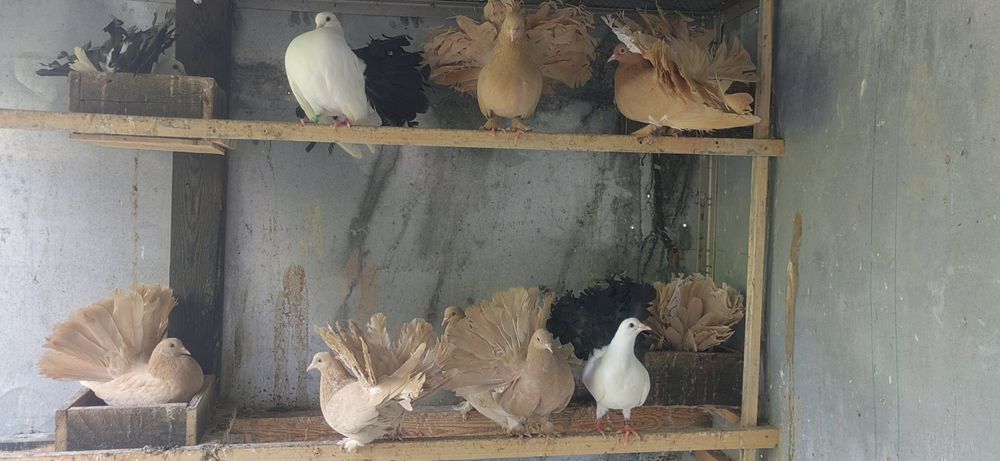 Гълъби фенерлий..