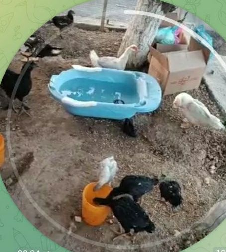 Ассалому алайкум хаммаси бир жойда сотиллади