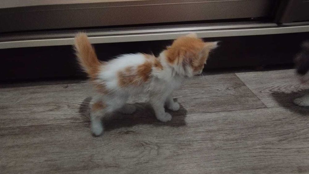Отдам котят в добрые и заботливые руки!