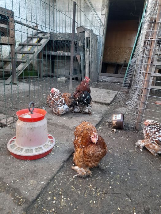 Pui Cochinchina Pitic negru bobat și porțelan, Mii de Flori Porțelan