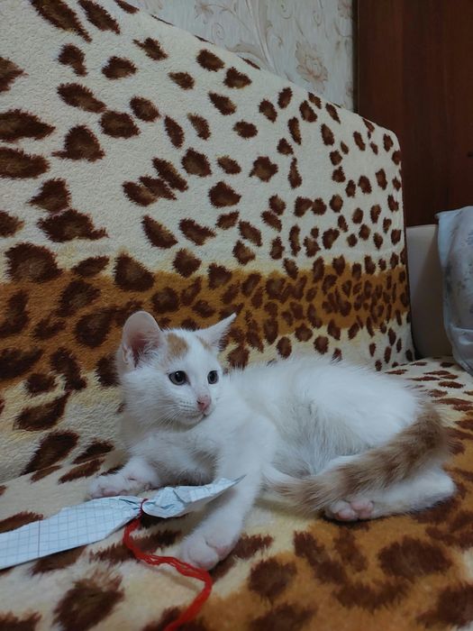 Отдам котенка в хорошие руки мальчик