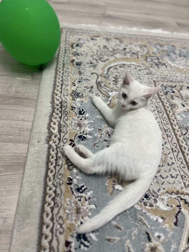 Продам котенка белого