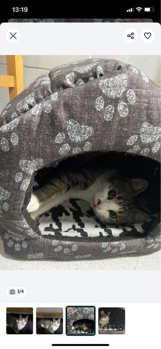 O pisicuta incredibilă isi caută stăpân