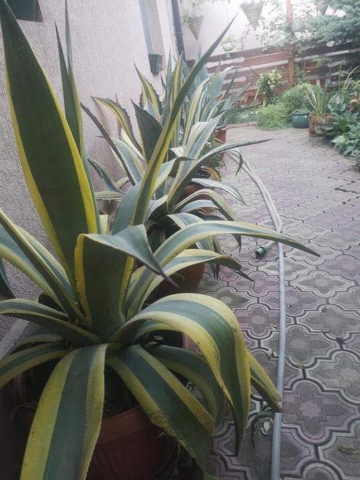 Agave de vanzare