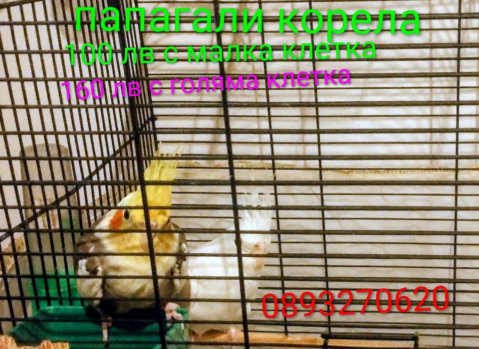 Продавам  Корели