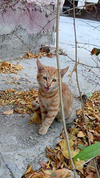 Котёнок даром в добрые руки