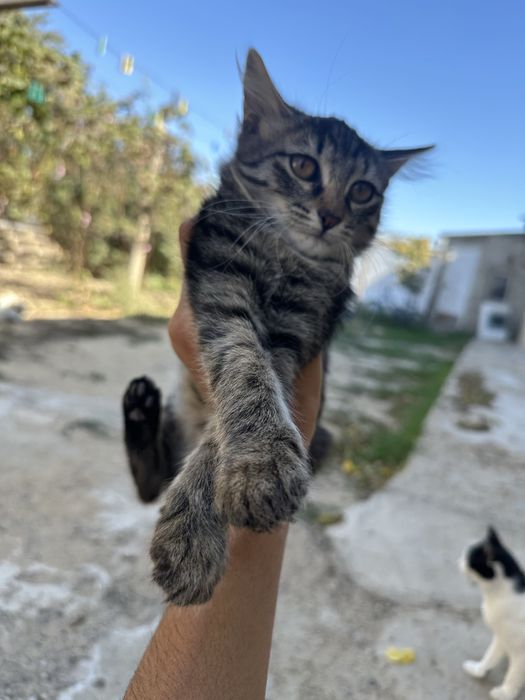Мальенкий котенок отдаём