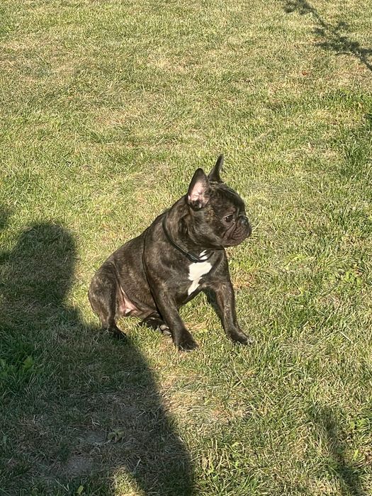 Френски булдог (женско)