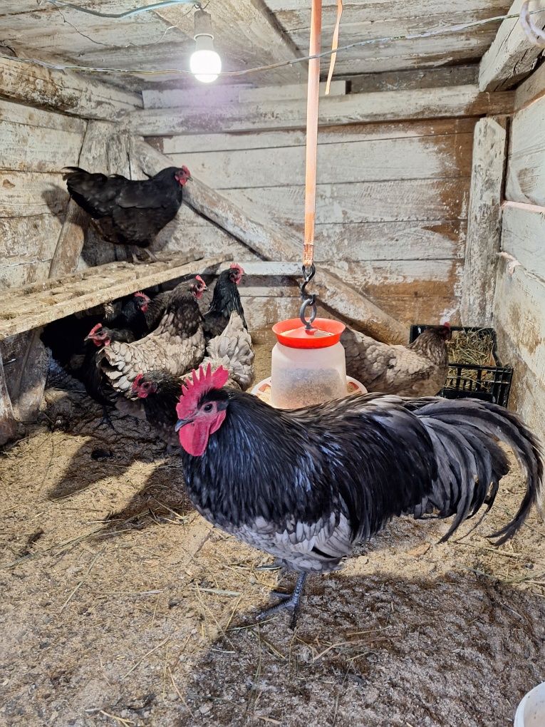 Oua de gaina proaspete pt consum sau incubat rasa australorp