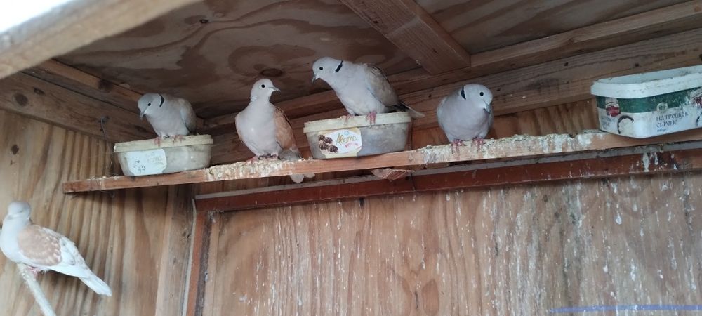 Кускумрийки гугутки, гълаби, и декоративни петлета.