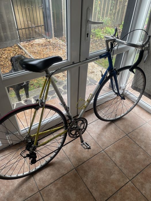 Vand cursiera englezeasca