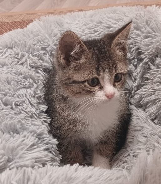 Ласковые игривые пареньки и девули ждут любящих хозяев