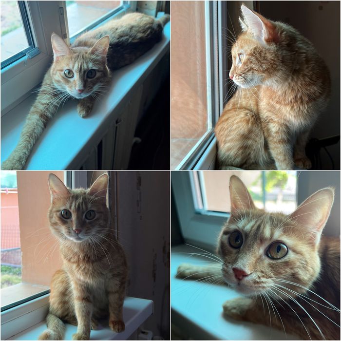 Продаю кошечку девочку