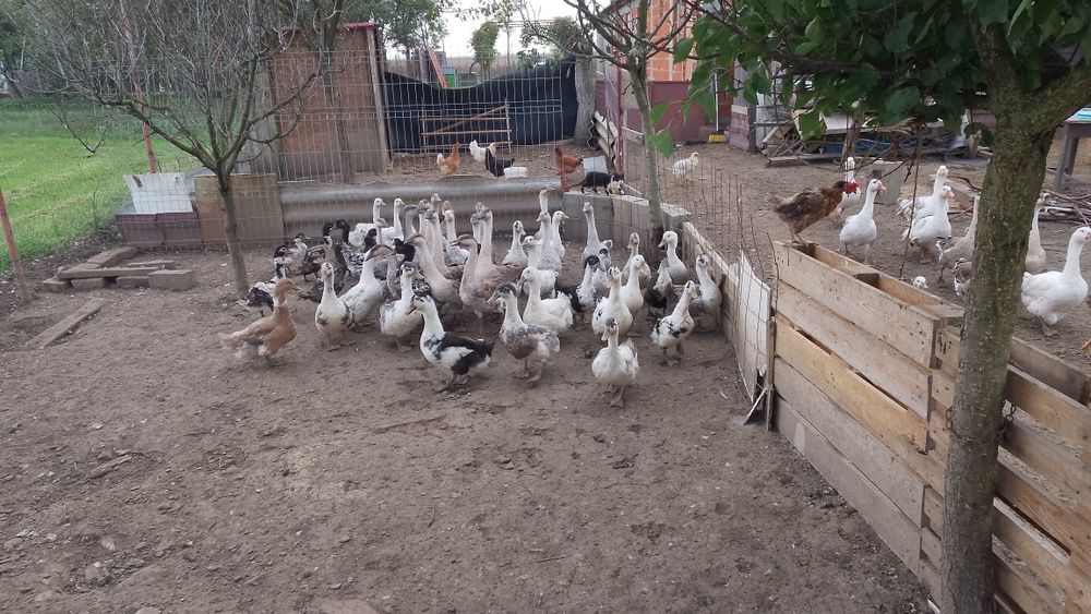 Vând rate și gâște americane