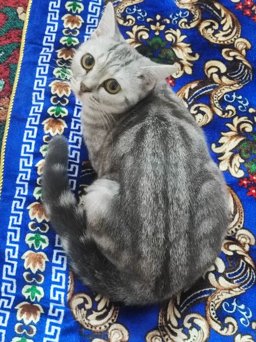 Британка, классический табби