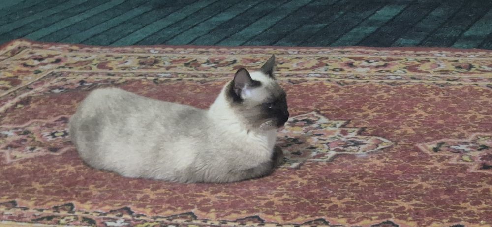 Сиамиский мать кошка хорощая 2 раза ражала..