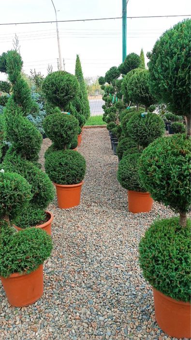 landshaft qilish toshkent | Gazon ekish xizmati