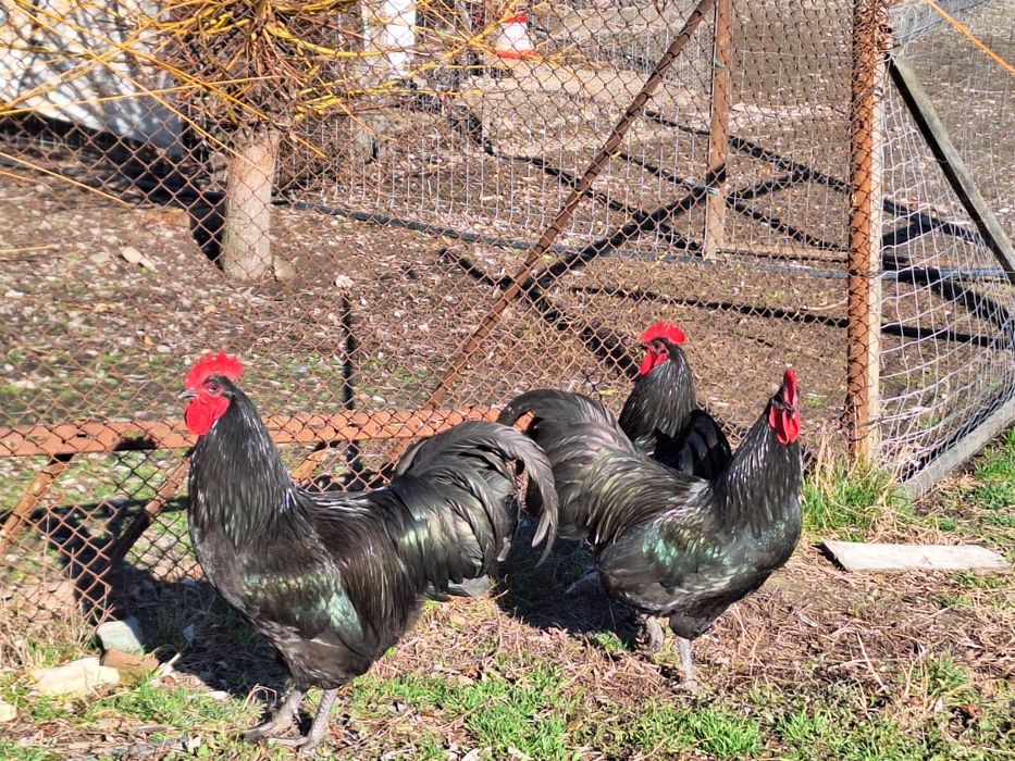 Cocosi australorp