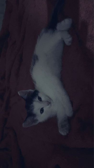 отдам котенка Барыс