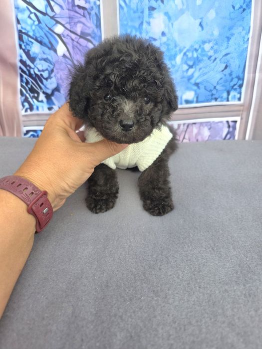 Резервирани!Пудел той сиви с документ за произход