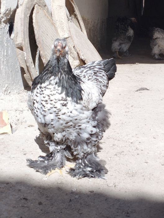 Брама тухумлари сотилади