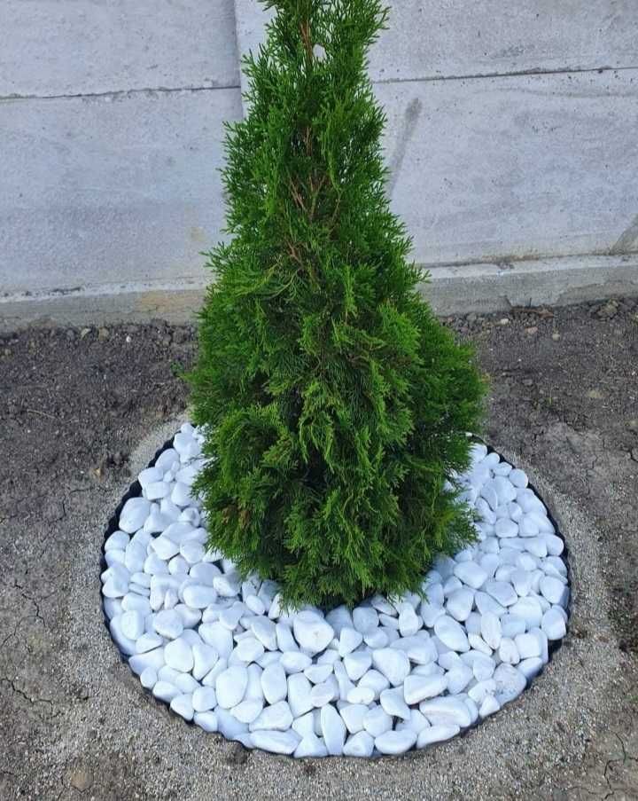 Plante Ornamentale De Calitate Superioara