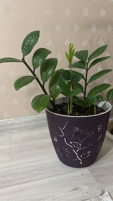 Комнатные цветы долларовое дерево