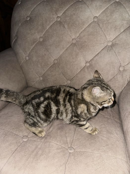 продается кошка пародистая