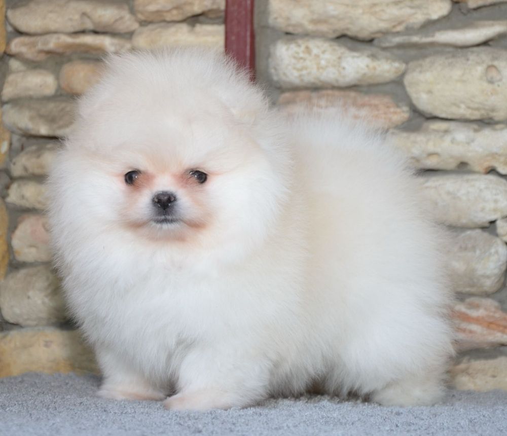 Fetita pomeranian mini/toy!