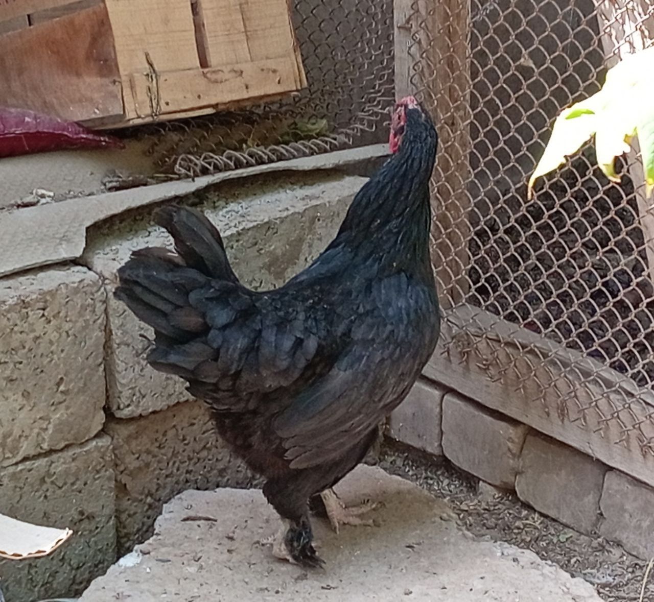 Qorra shaxzoda tovuqlar va 1 dona zo'roz bor xammasi zotli