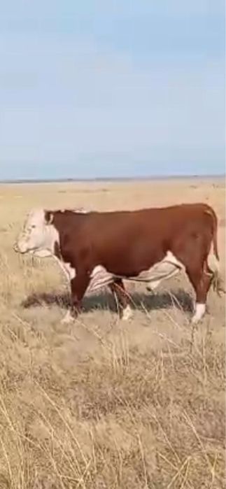 В продаже бык белоголовый !