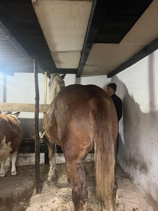 Vând iapa  semi grea