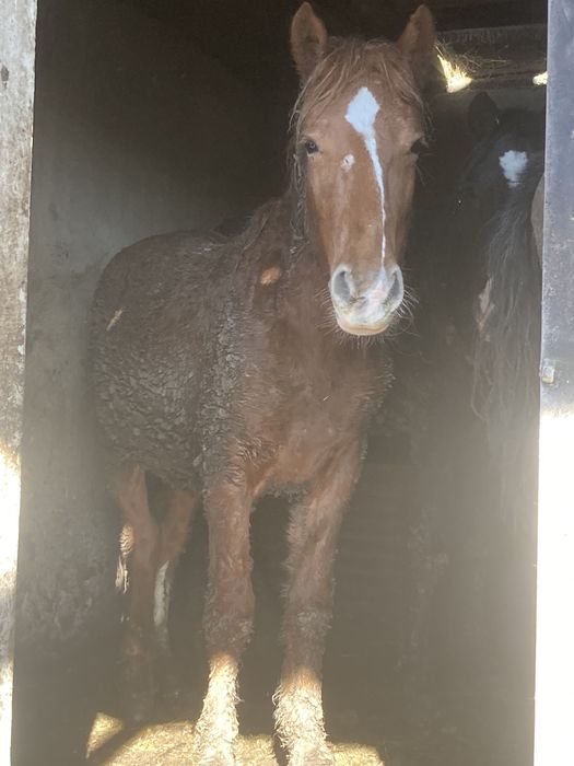 Семіз тайлар сатылады