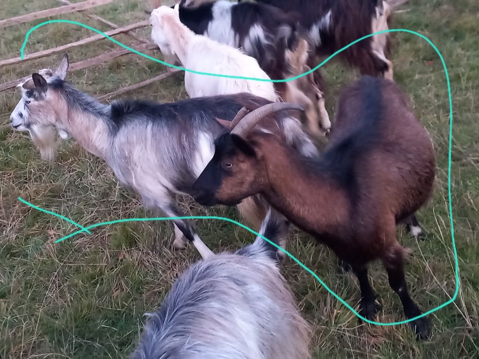 Vand capre bune de tinut