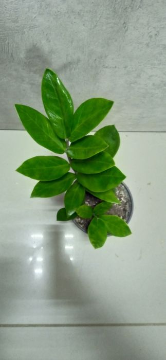 Продам комнатные цветы